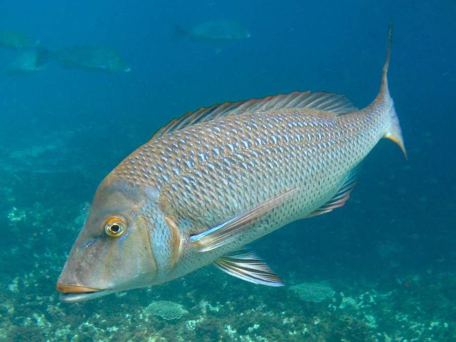 Spangled Emperor Fish - Lethrinus Nebulosus | Australian Marine Parks ...